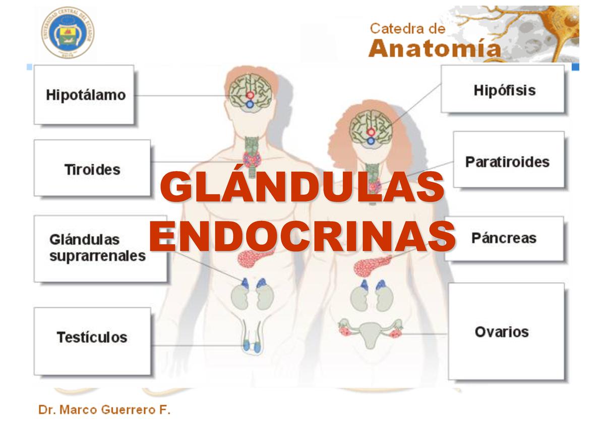 Organos Endócrinos - GLÁNDULAS ENDOCRINAS El Sistema Endócrino U ...