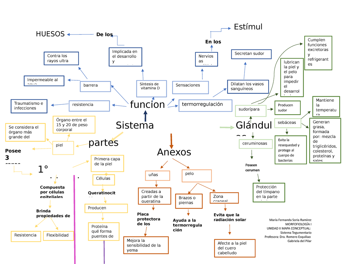 Tarea sistema tegumentario unidad 2 mapa - María Fernanda Soria Ramírez  MORFOFIOLOGÍA I UNIDAD II - Studocu