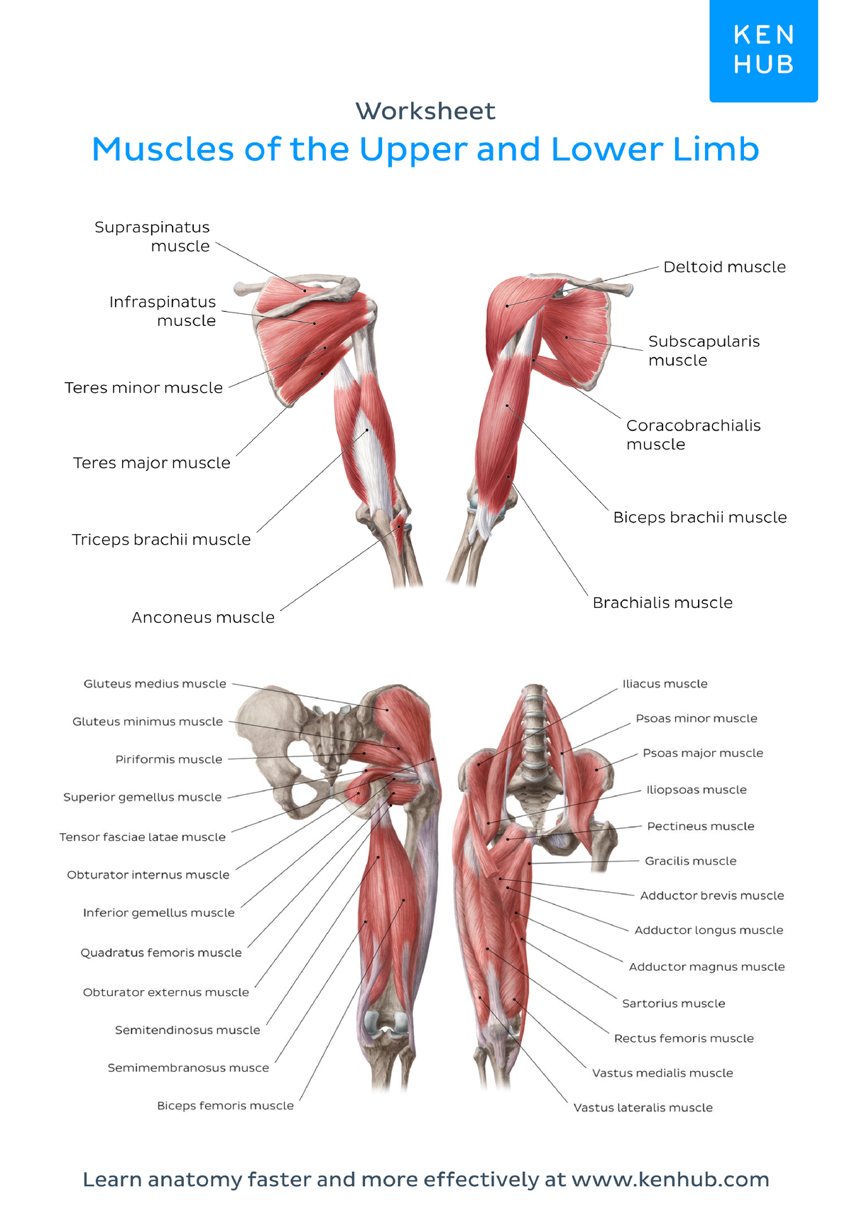 Muscles of upper and lower limb labeled - Anatomy and Physiology - Studocu
