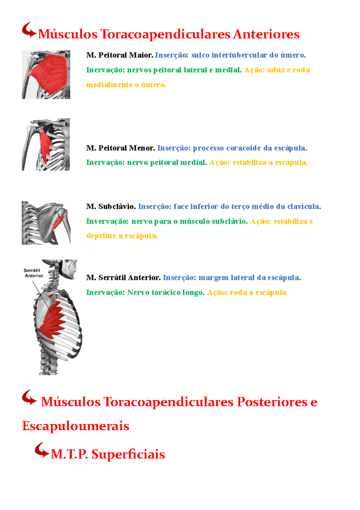 Resumo com fotos dos msculos - Msculos Toracoapendiculares Anteriores ...
