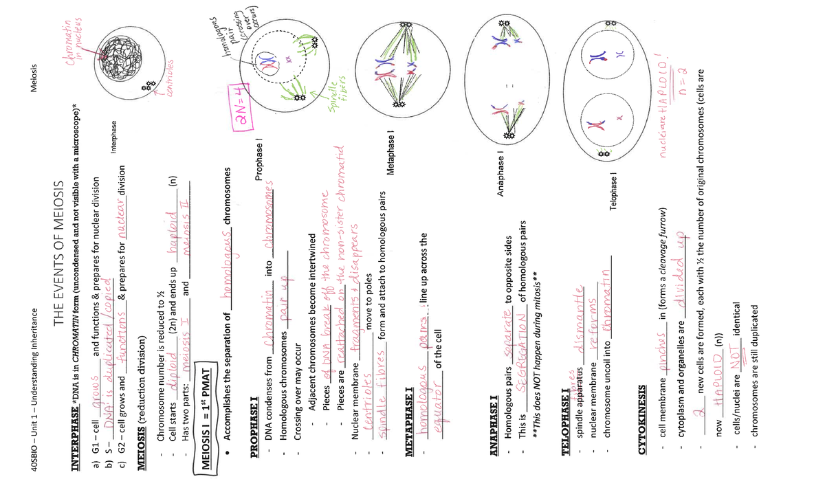 Notes - Steps and Diagrams of Meiosis FIB - KEY - World Religions II ...