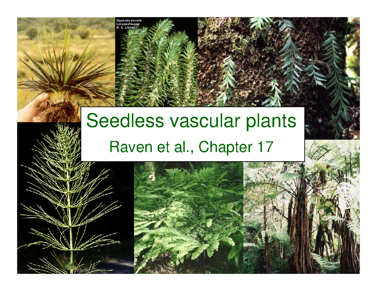 Lecture 7 Seedless Vascular Plants Bio2137 2021 Raven Et Al Chapter 17 Seedless Vascular 7926