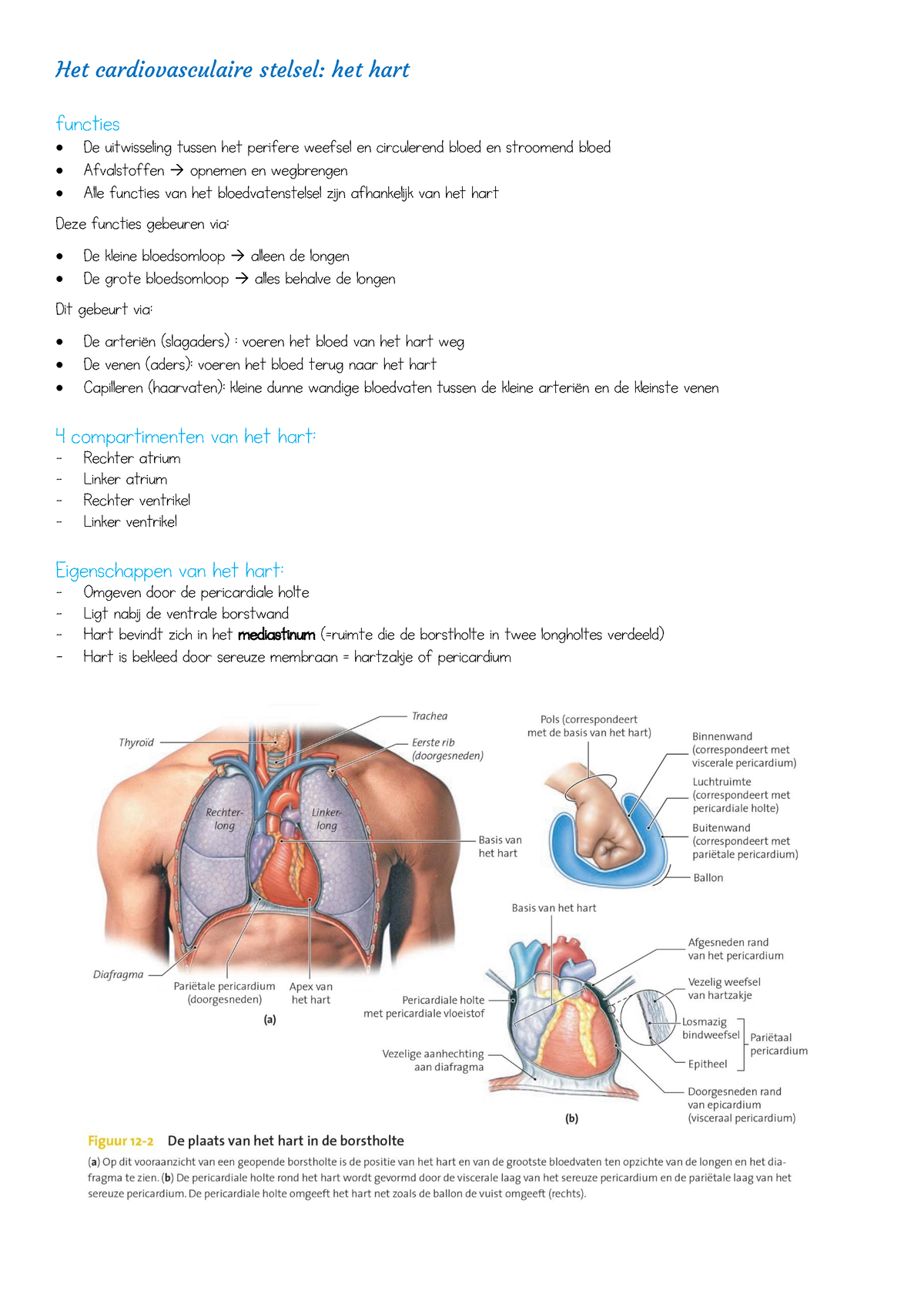 Samenvatting Het Cardiovasculaire Stelsel Hart - Het Cardiovasculaire ...