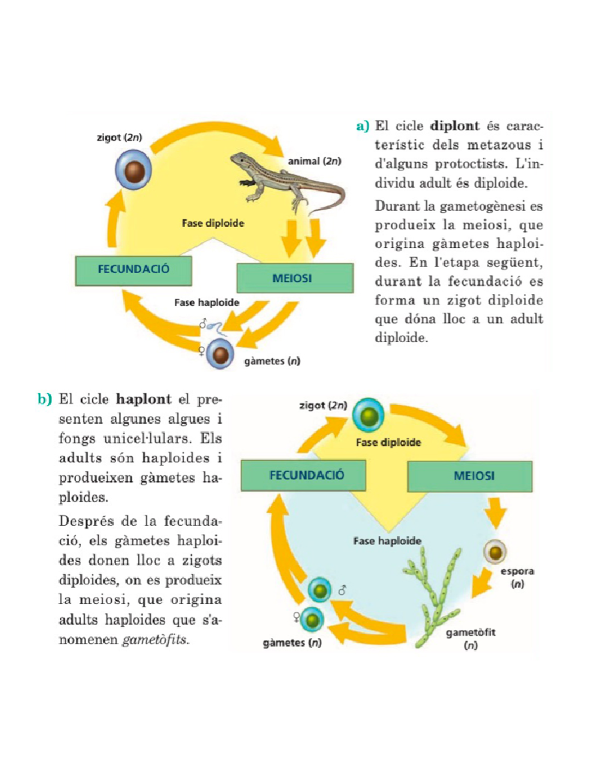 Cicles biològics - Biologia - Studocu