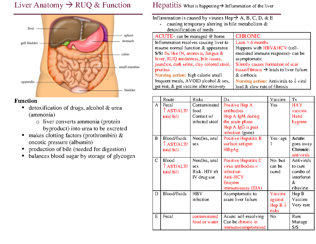 Test 3 - N/A - Liver Anatomy → RUQ & Function Function detoxification ...