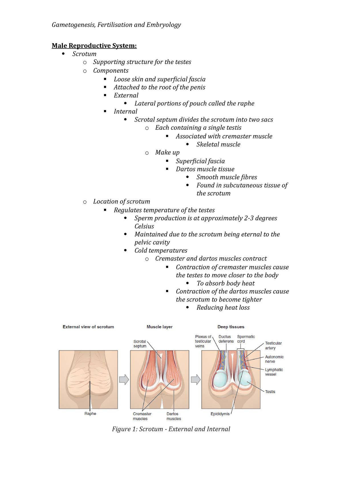 Male Reproductive System Lecture Notes Male Reproductive System Scrotum O Supporting 6296