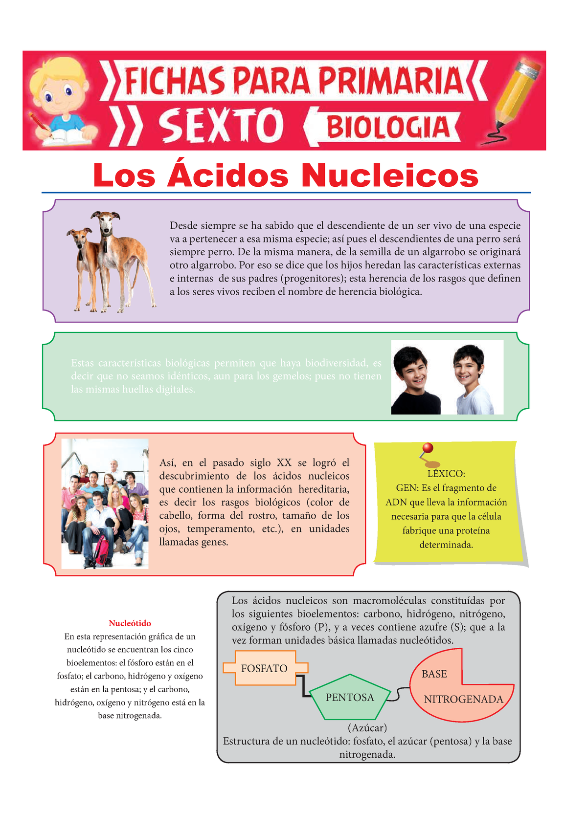 Los Ácidos Nucleicos Para Sexto De Primaria - LÉXICO: GEN: Es El ...