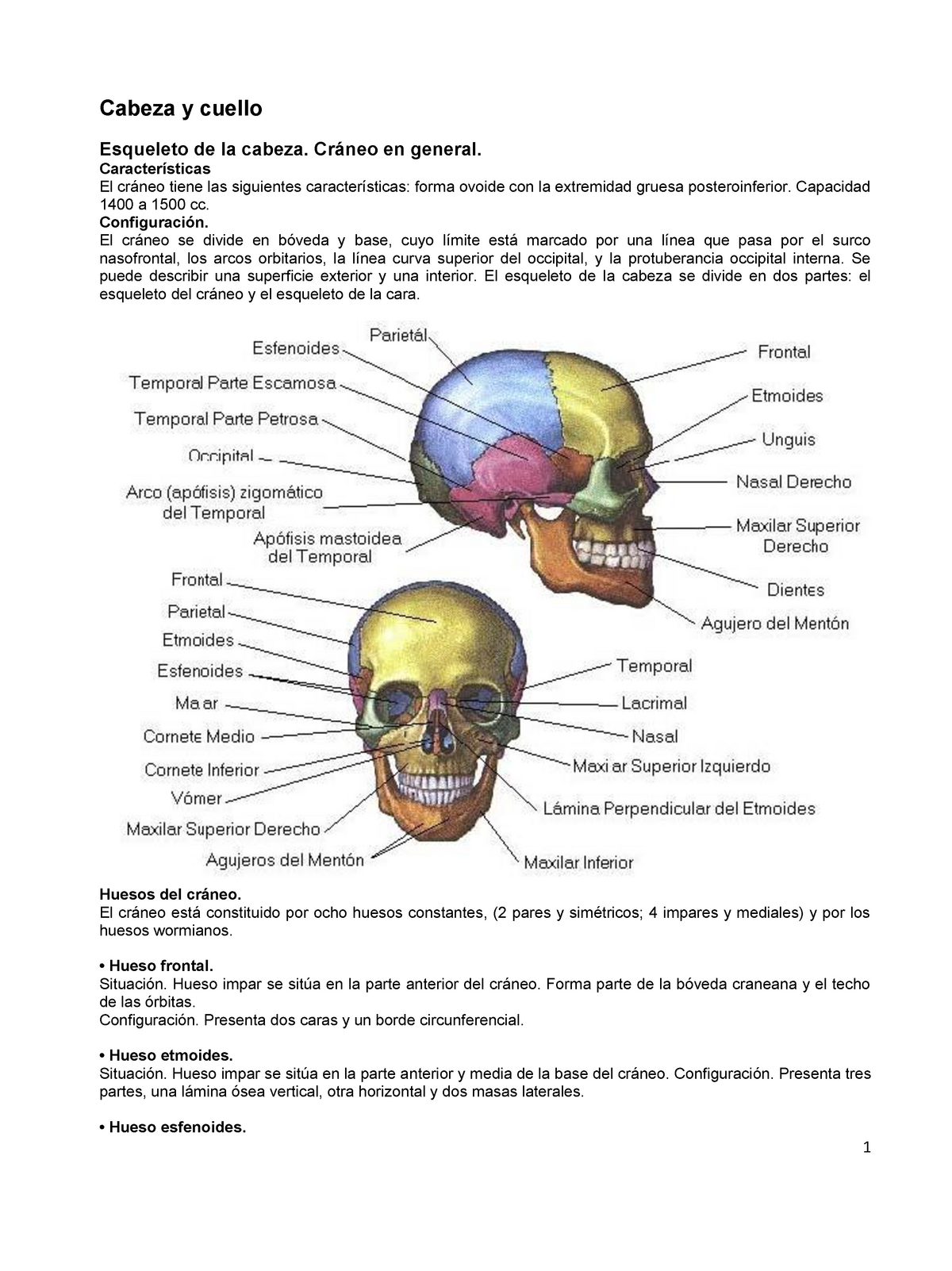 Resumen Cabeza Cuello Anatomia 1 Sem Cabeza Y Cuello Esqueleto De La