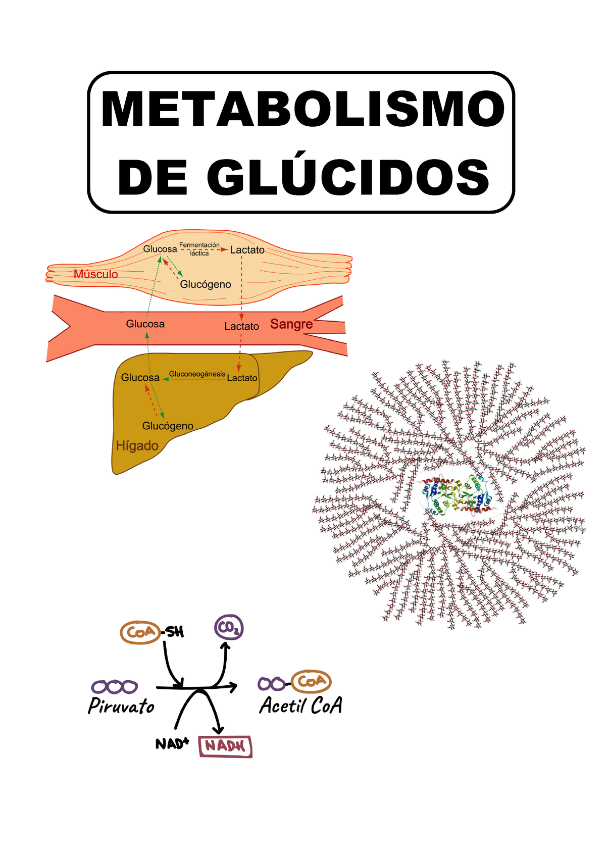 Metabolismo De Glucidos - METABOLISMO DE GL⁄CIDOS METABOLISMO DE ...