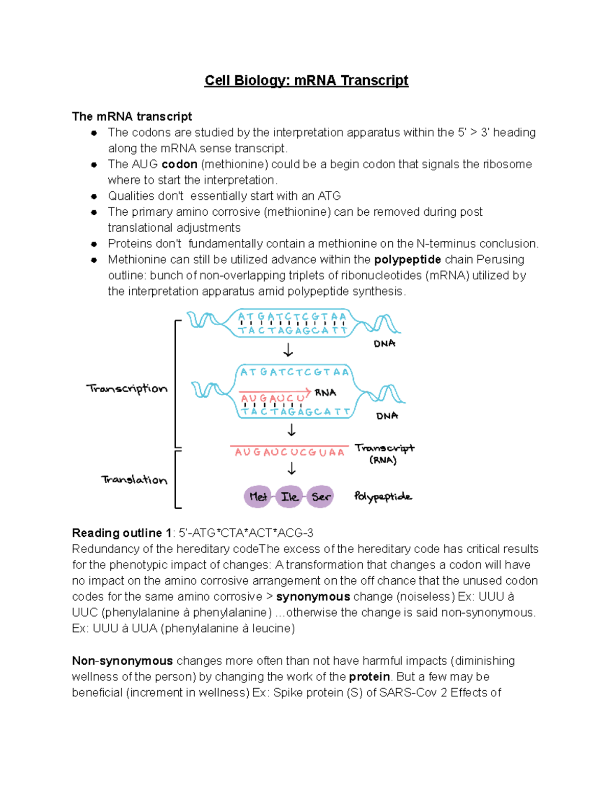 Cell Biology mRNA Transcript The AUG codon (methionine) could be a
