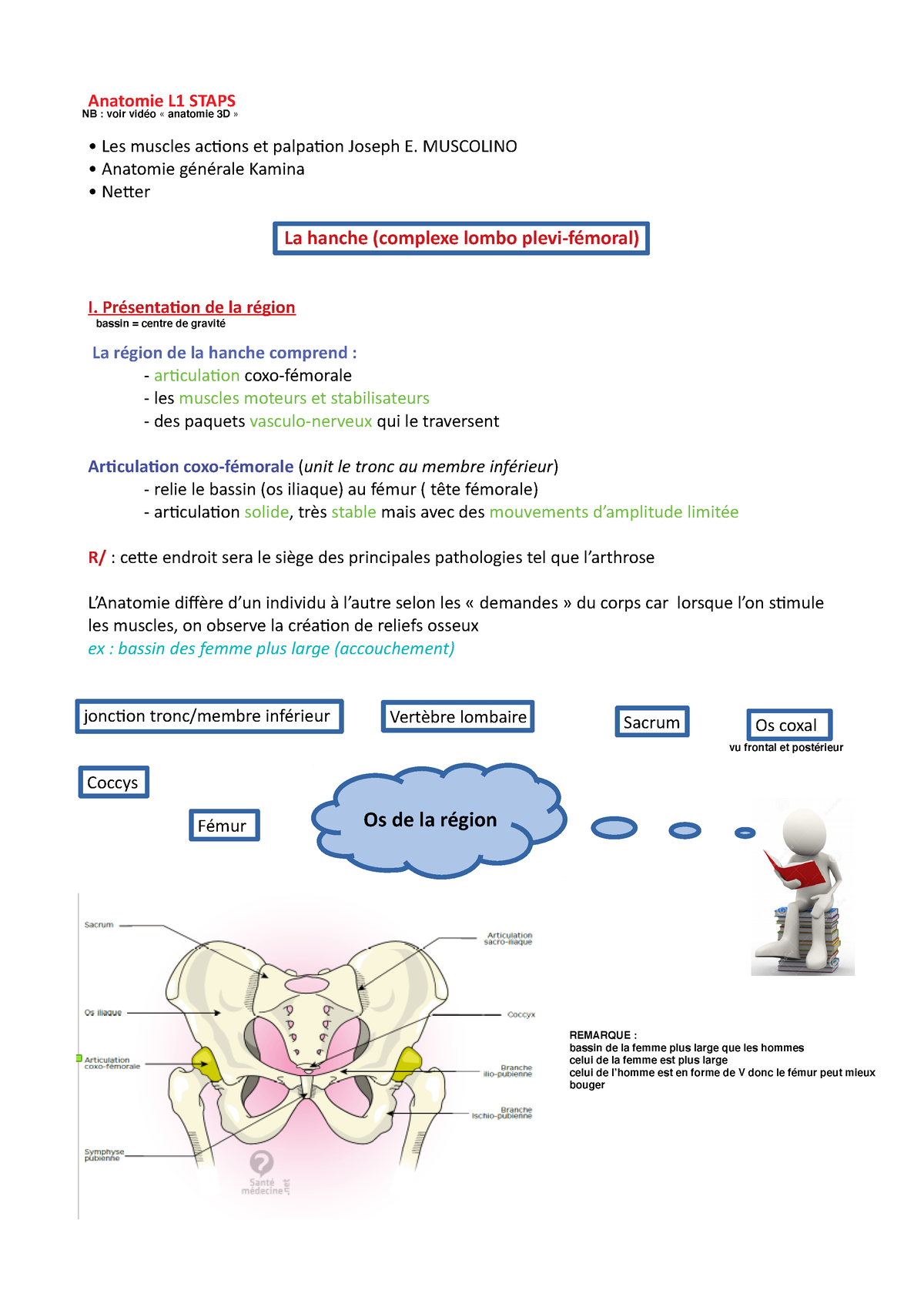 CM2 Hanche - Anatomie L1 STAPS Les Muscles Actios Ee Palpatio Jiseph E ...