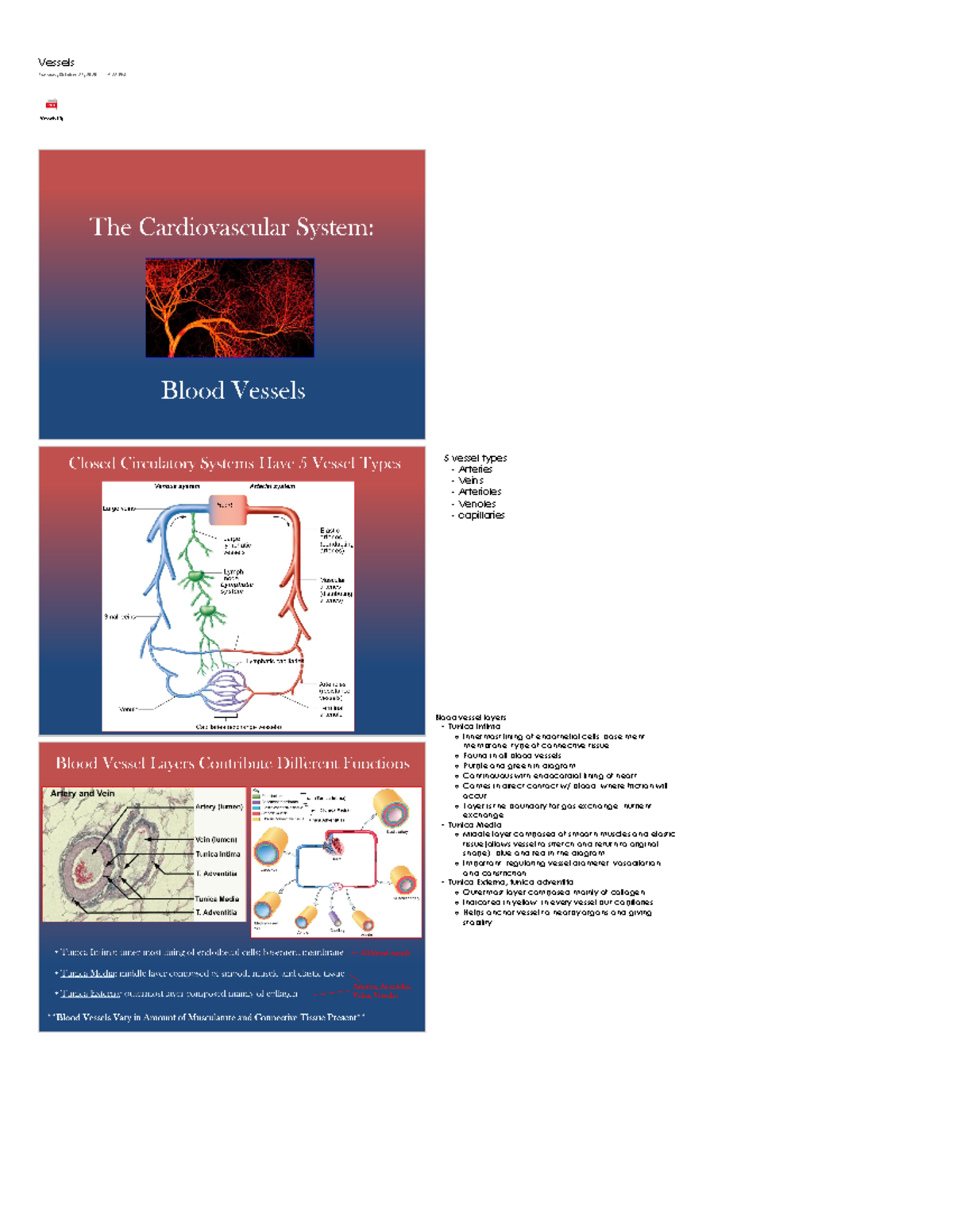 Blood Vessels - These are my lecture notes for Dr. Nicholas Pollock. I ...