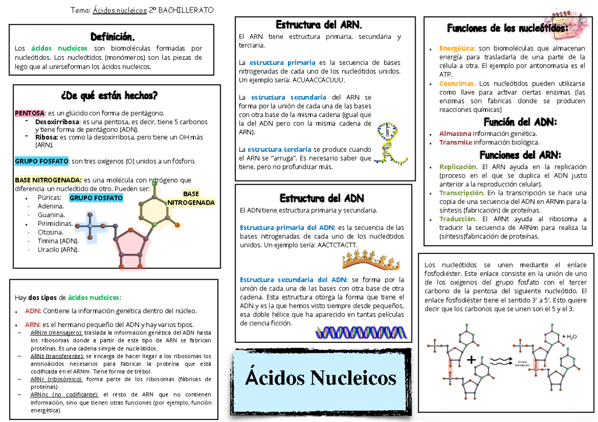 Esquema Acidos Nucleicos - Tema: Ácidos nucleicos 2º BACHILLERATO