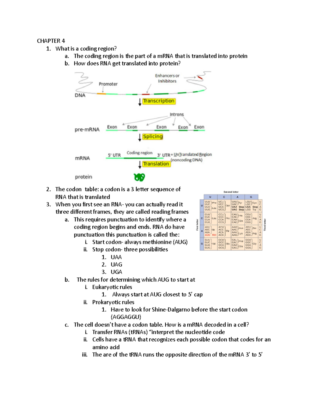 Chapter 4 Notes - Professor Rife - CHAPTER 4 What is a coding region? a ...