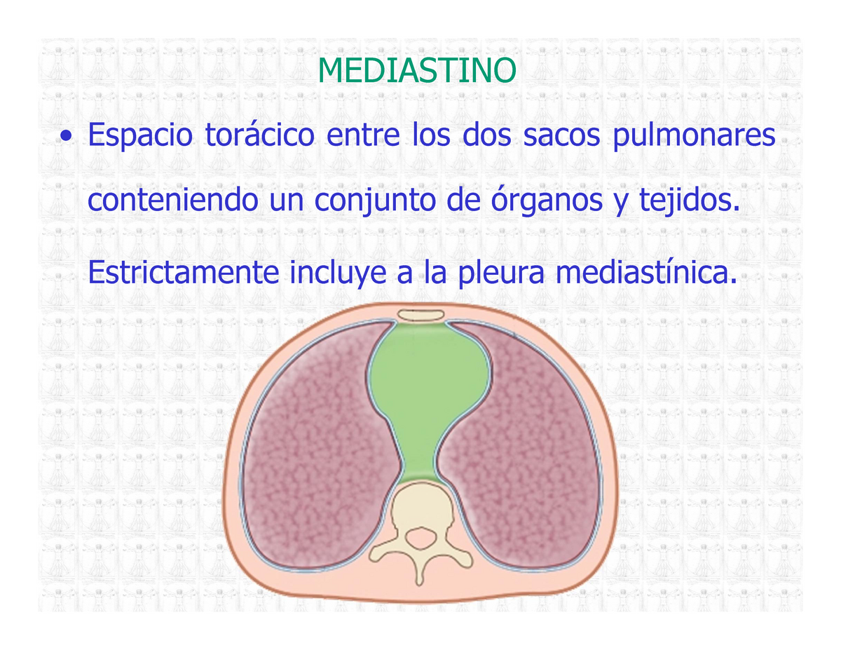 Mediastino Resumen Anatomia Anatomia Studocu