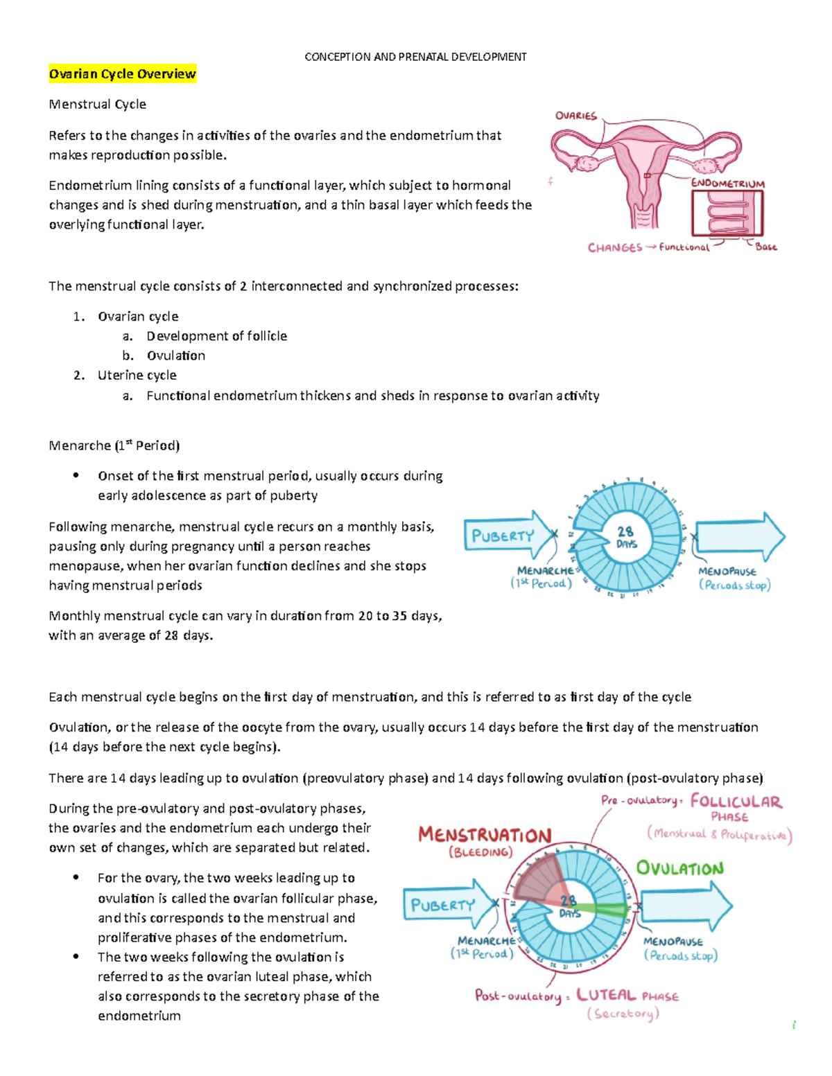 Conception and Prenatal Development Notes - Ovarian Cycle Overview ...