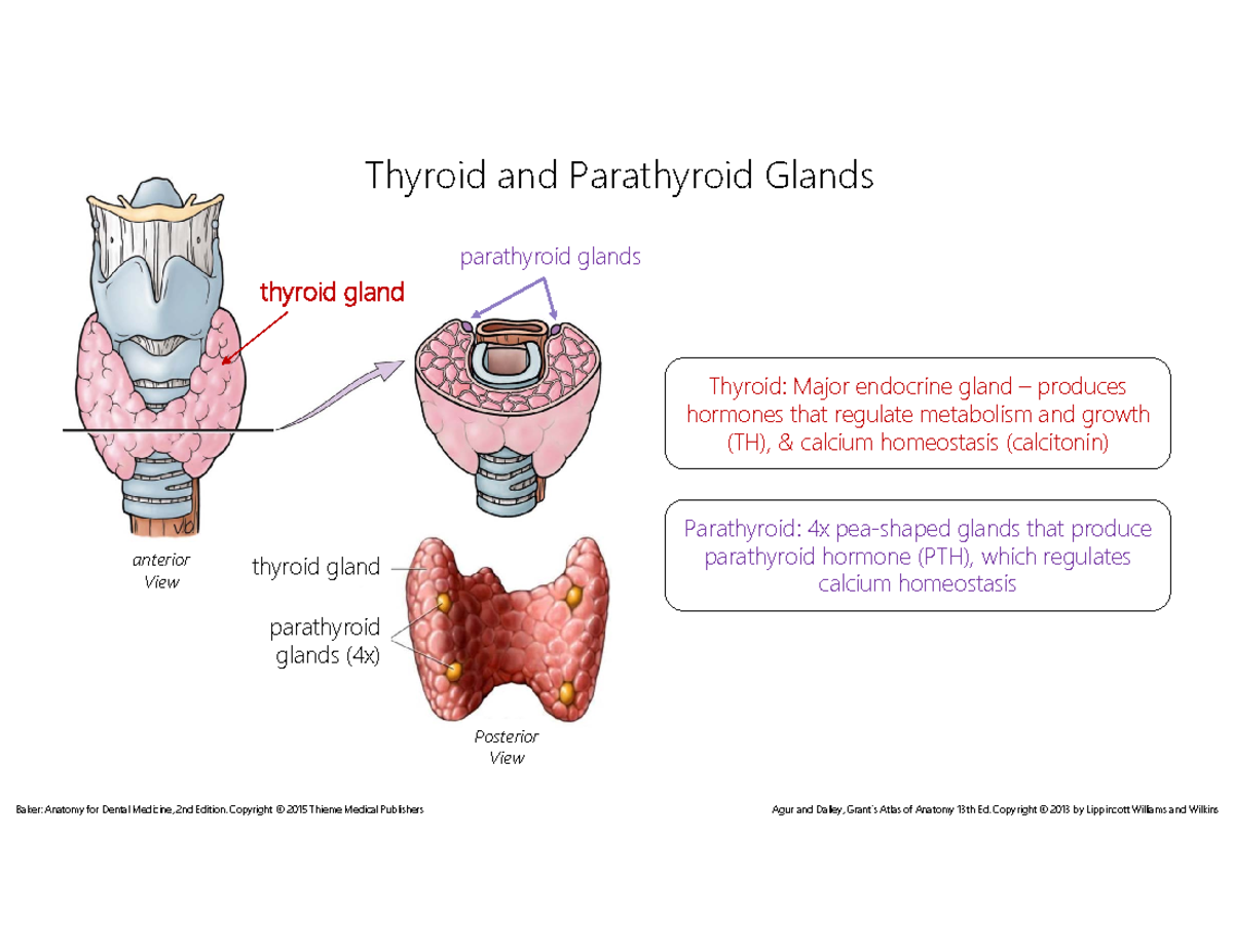 ANAT316 - Lec 15 - The Neck - Thyroid and Parathyroid Glands ...
