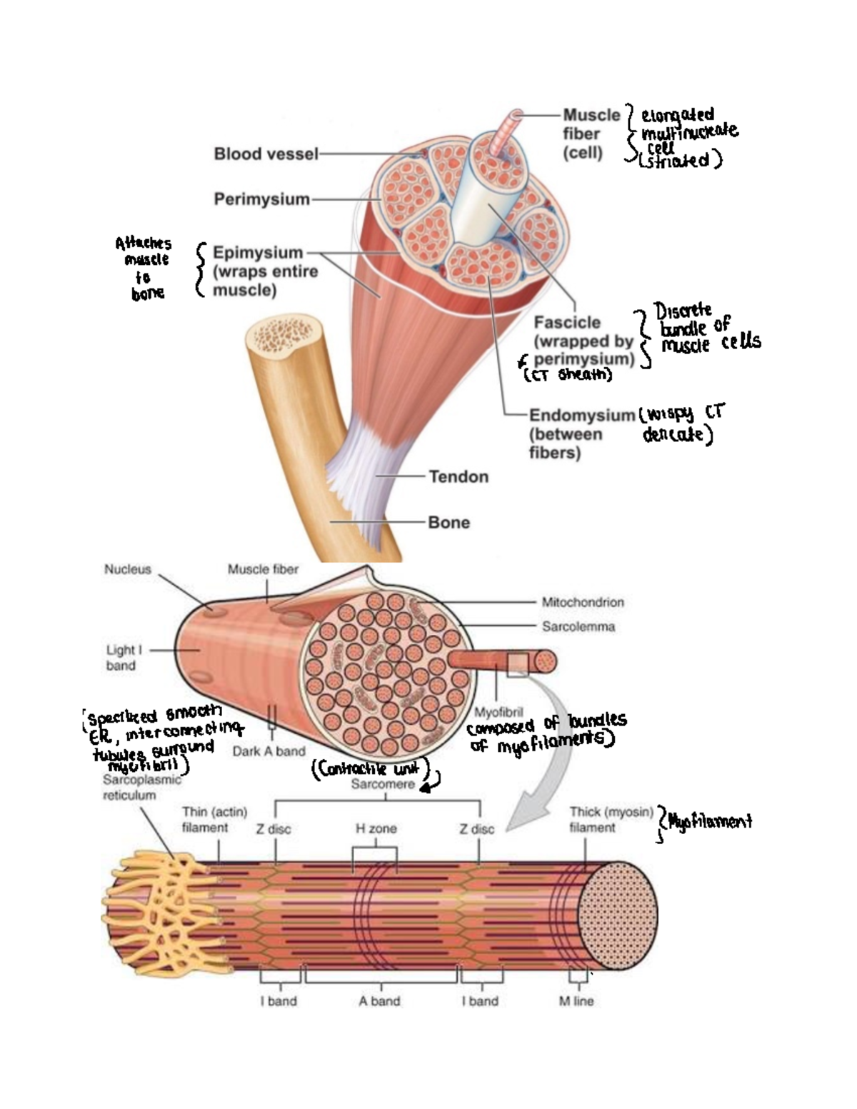 The Muscular System 2 - 2 elongated SYeafetinucleate striated n tmtaugh ...