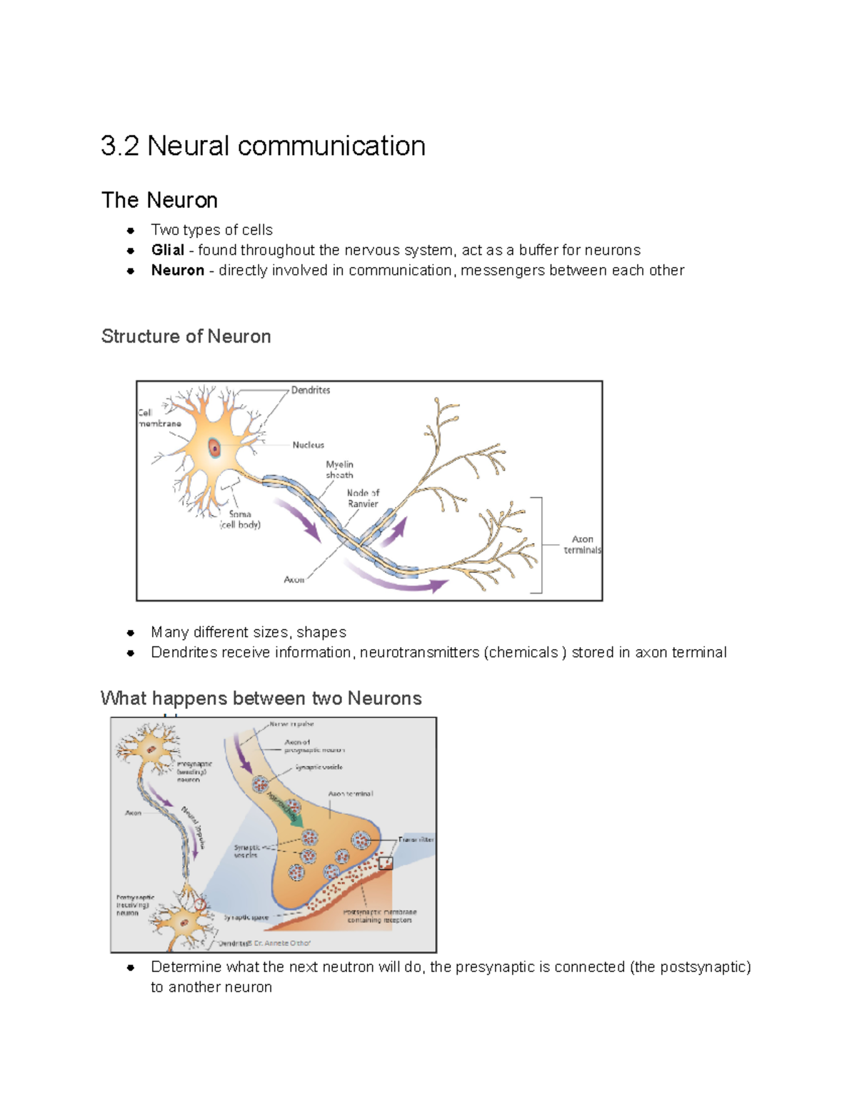 Neuro science - Chapter 3 summary - 3 Neural communication The Neuron ...