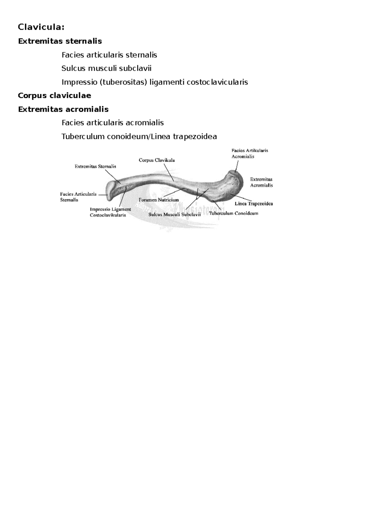Basics Anatomie Clavicula Extremitas Sternalis Facies Articularis 