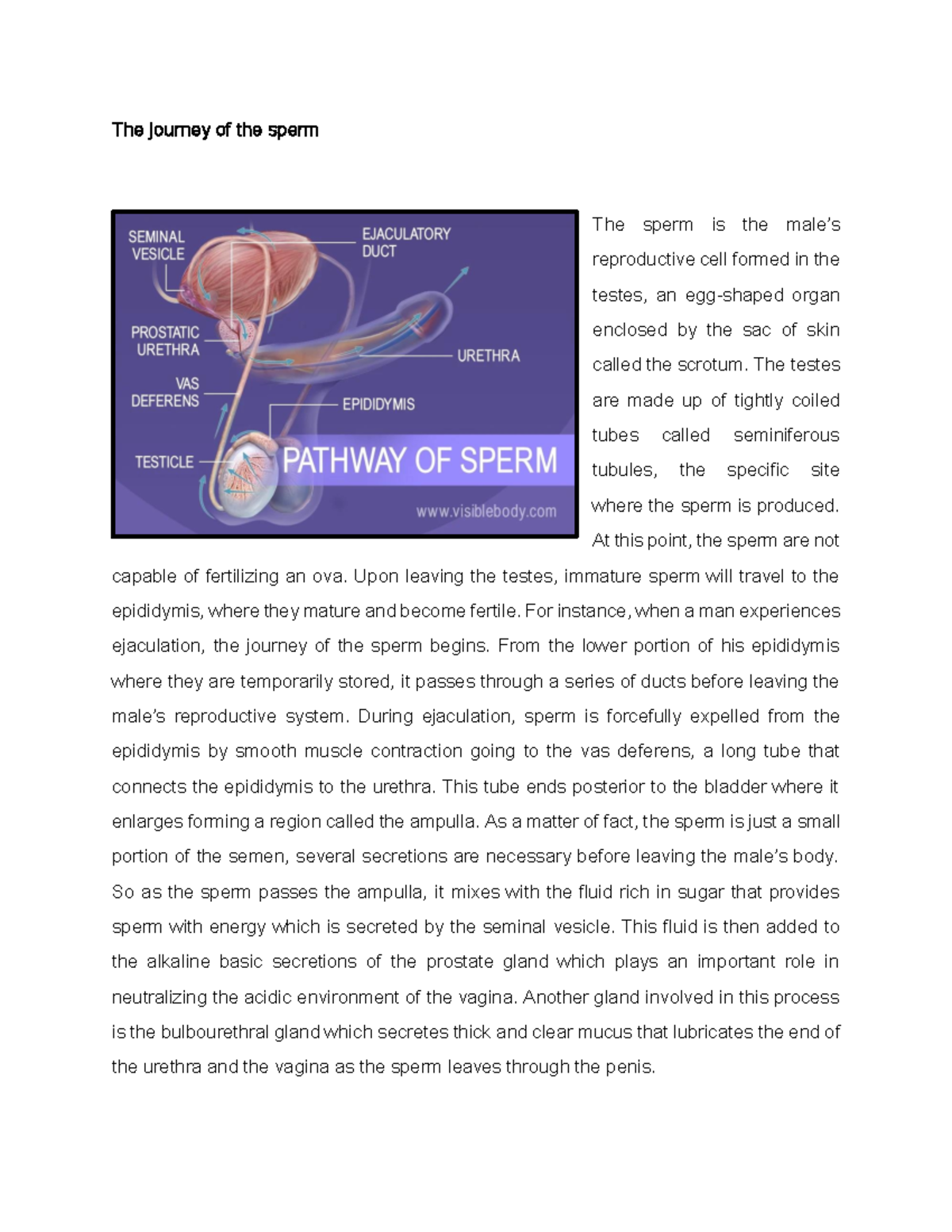 Path Of Sperm To Egg