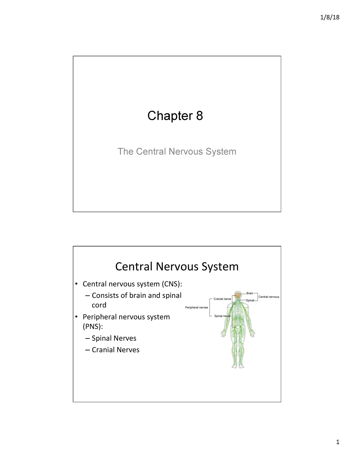 Fundamentals - Chapter 8 The Central Nervous System Central Nervous ...