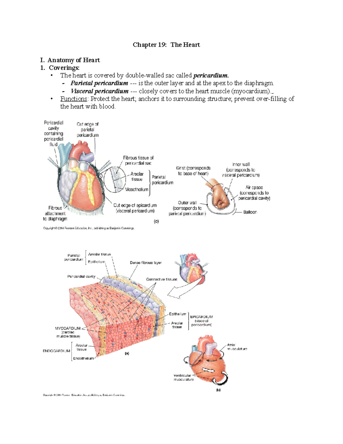 Chapter 19 Heart System - Chapter 19: The Heart I. Anatomy Of Heart ...