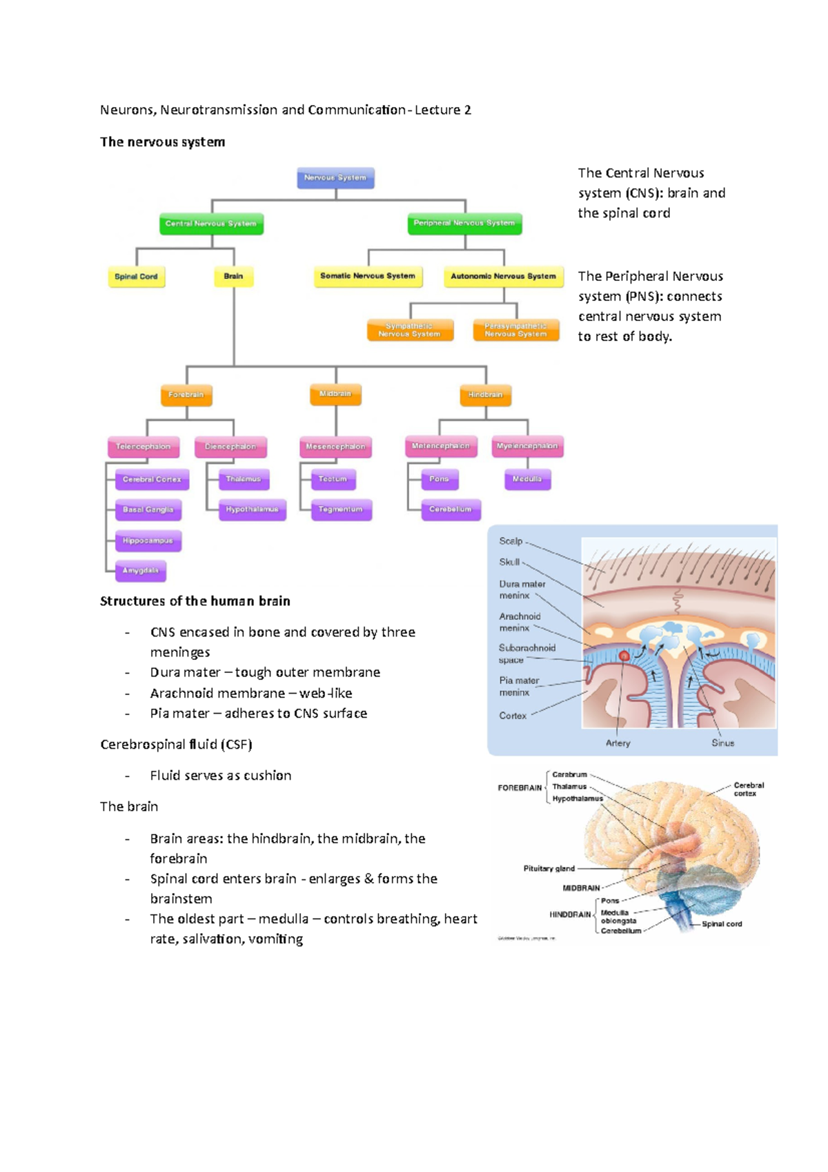 Lecture 2 - Neurones, neurotransmission and communication - Neurons ...