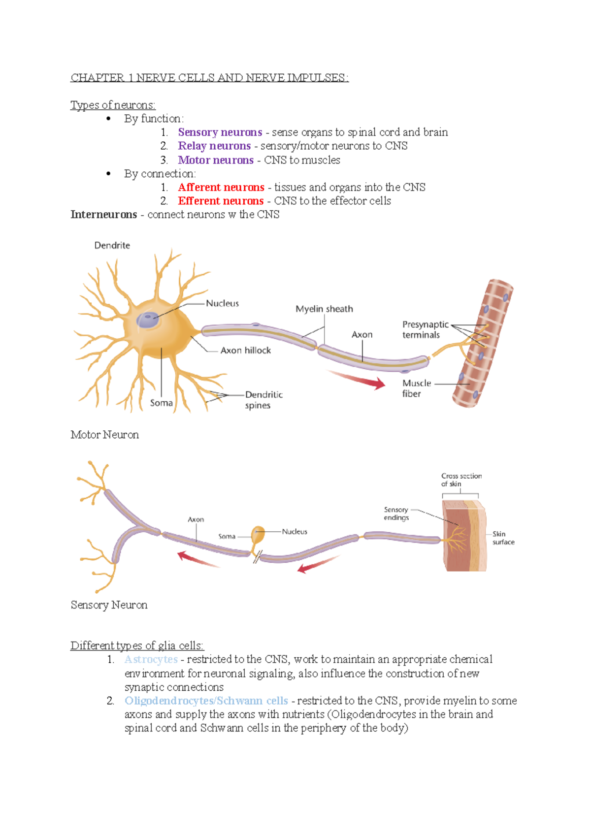 Anteckningar Biologiskpsykologi - CHAPTER 1 NERVE CELLS AND NERVE ...