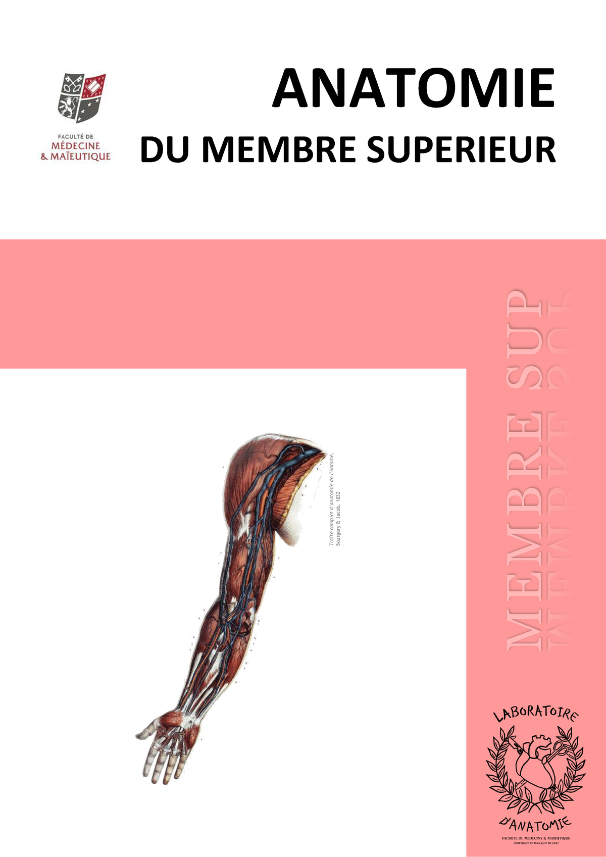 Membre-sup-2 - Anatomie L1 - ANATOMIE DU MEMBRE SUPERIEUR Traité ...