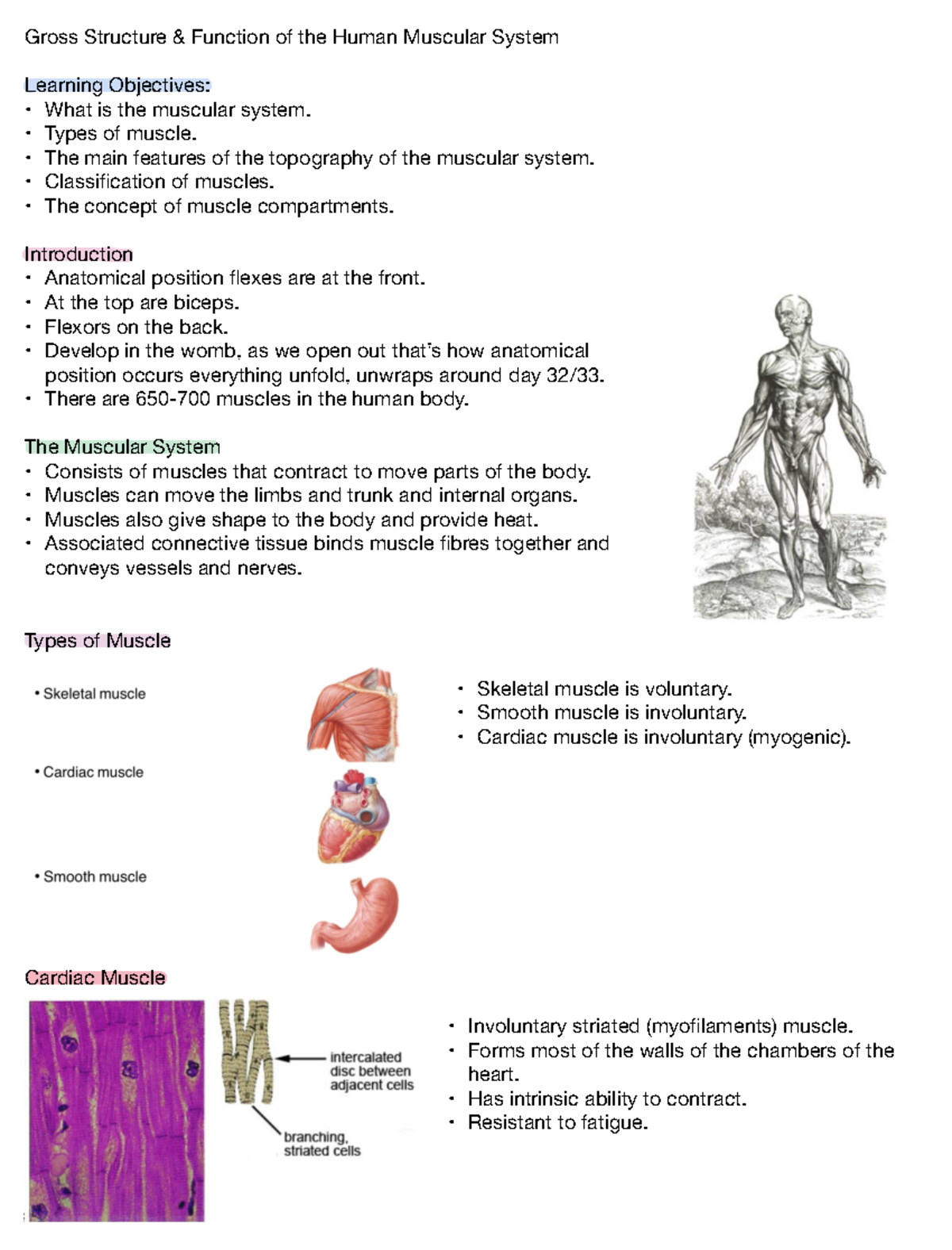 Human Muscular System - Gross Structure & Function of the Human ...