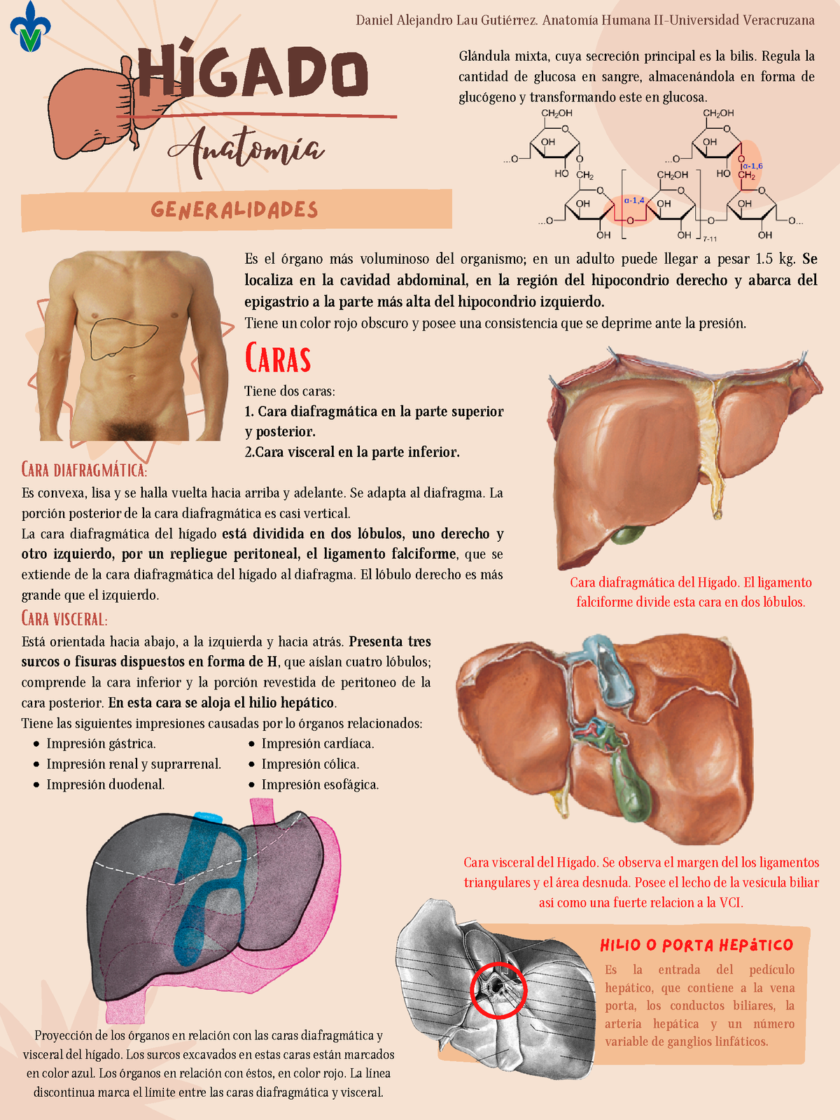 Hígado Y Vías Biliares HÍgado Generalidades Anatomía Glándula Mixta Cuya Secreción Principal