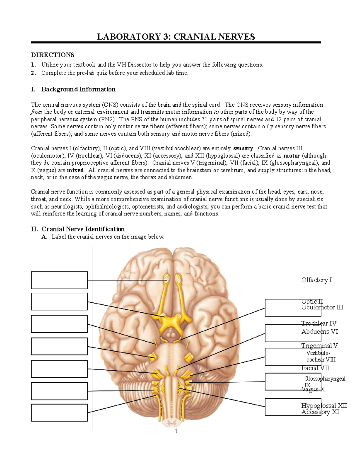 Label Cranial Nerves Quiz