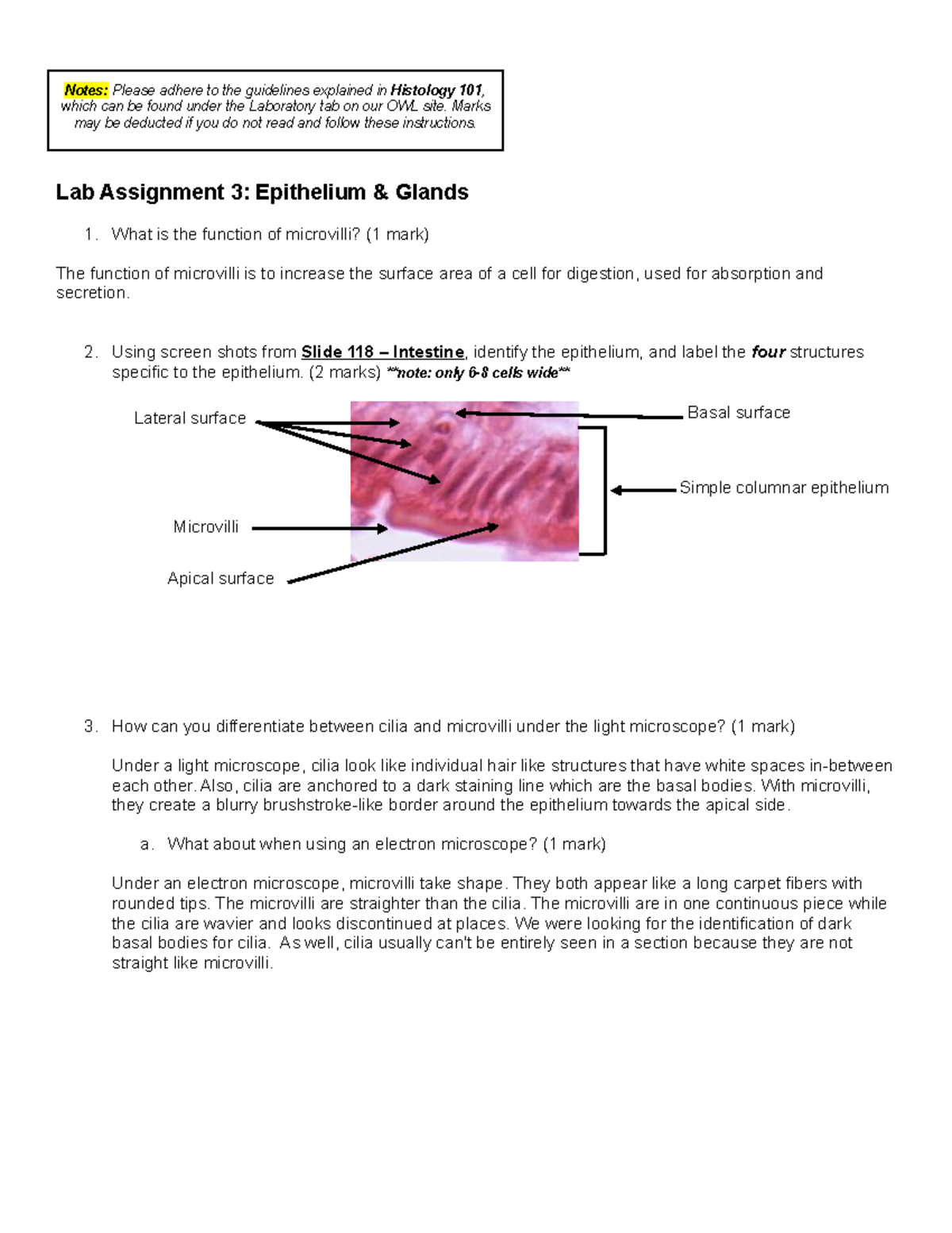 Lab Assignment 3: Epithelium and Glands - Notes: Please adhere to the ...
