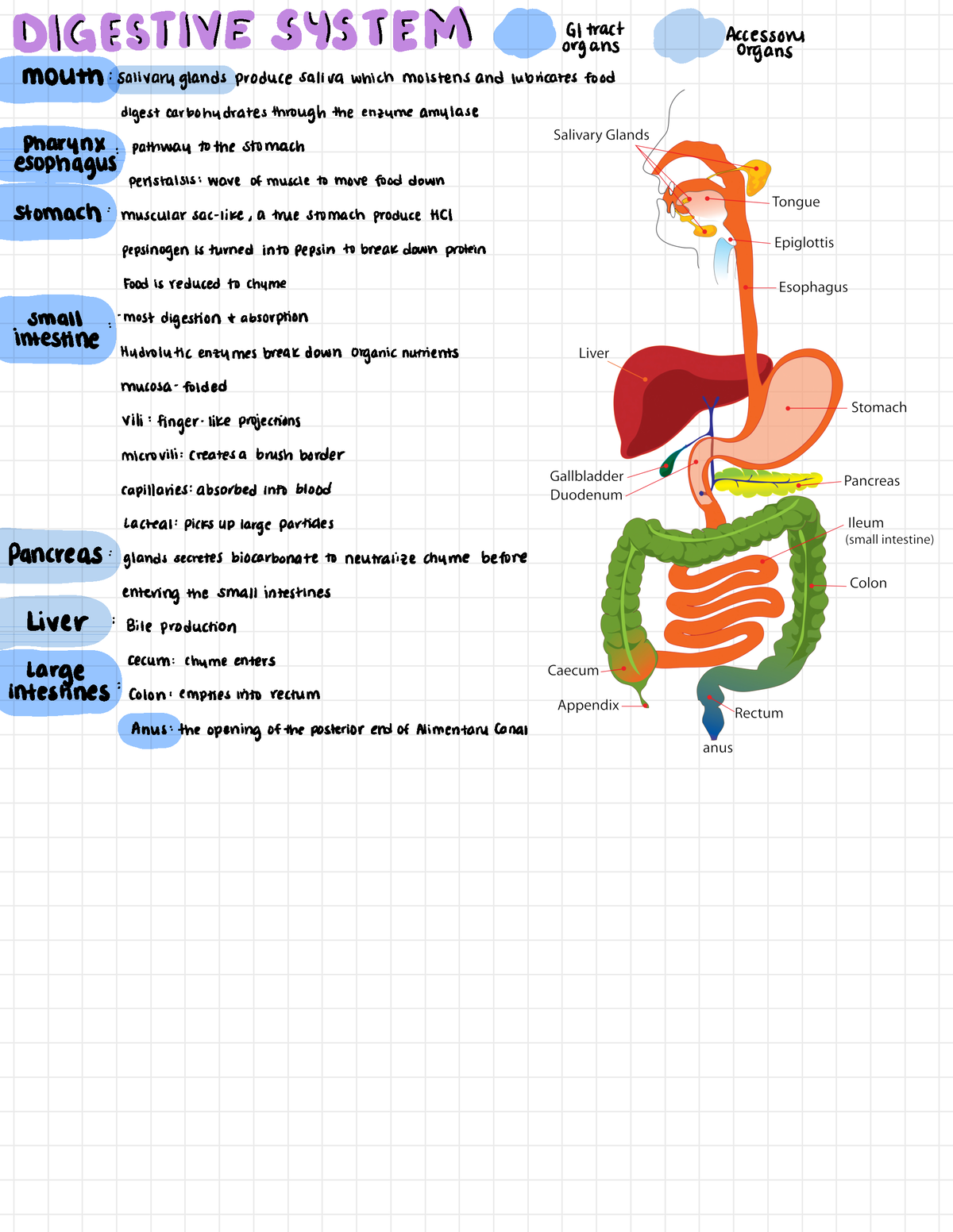 Digestive system - DIGEST HVYE $ 418 IT EDH attract accessory organs ...