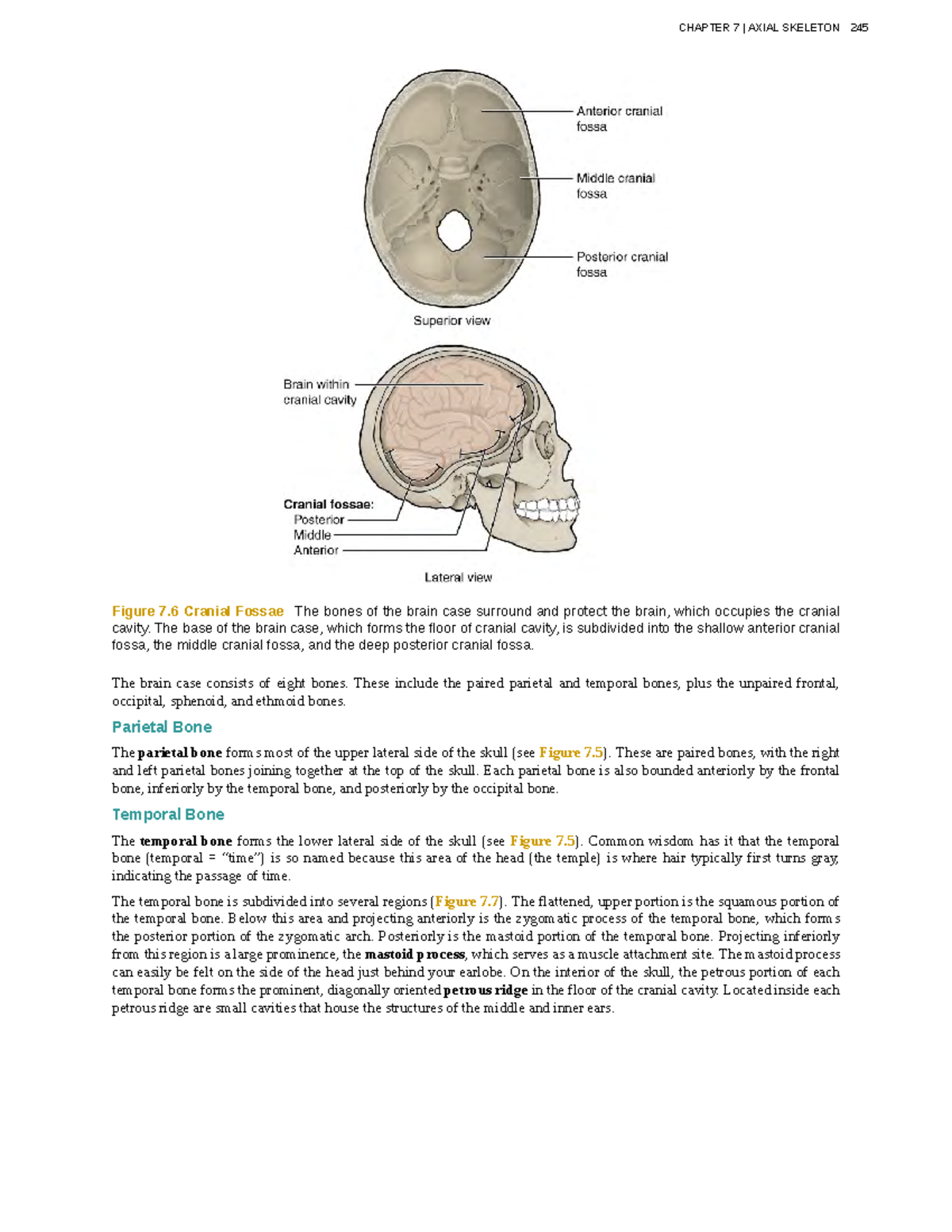 Anatomy-physiology-85 - Figure 7 Cranial Fossae The bones of the brain ...