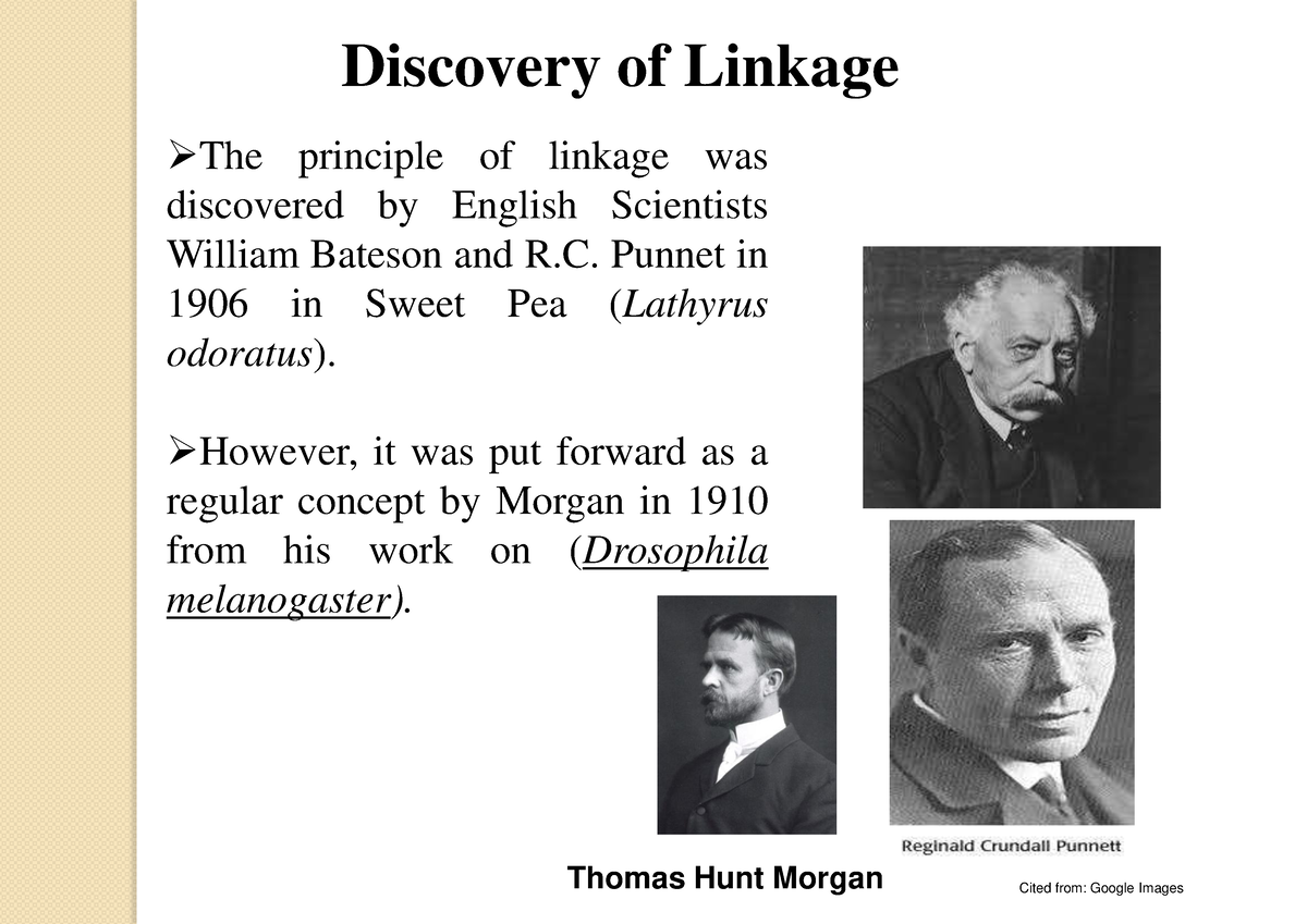 Gene Linkage And Crossing Over - Discovery Of Linkage The Principle Of ...