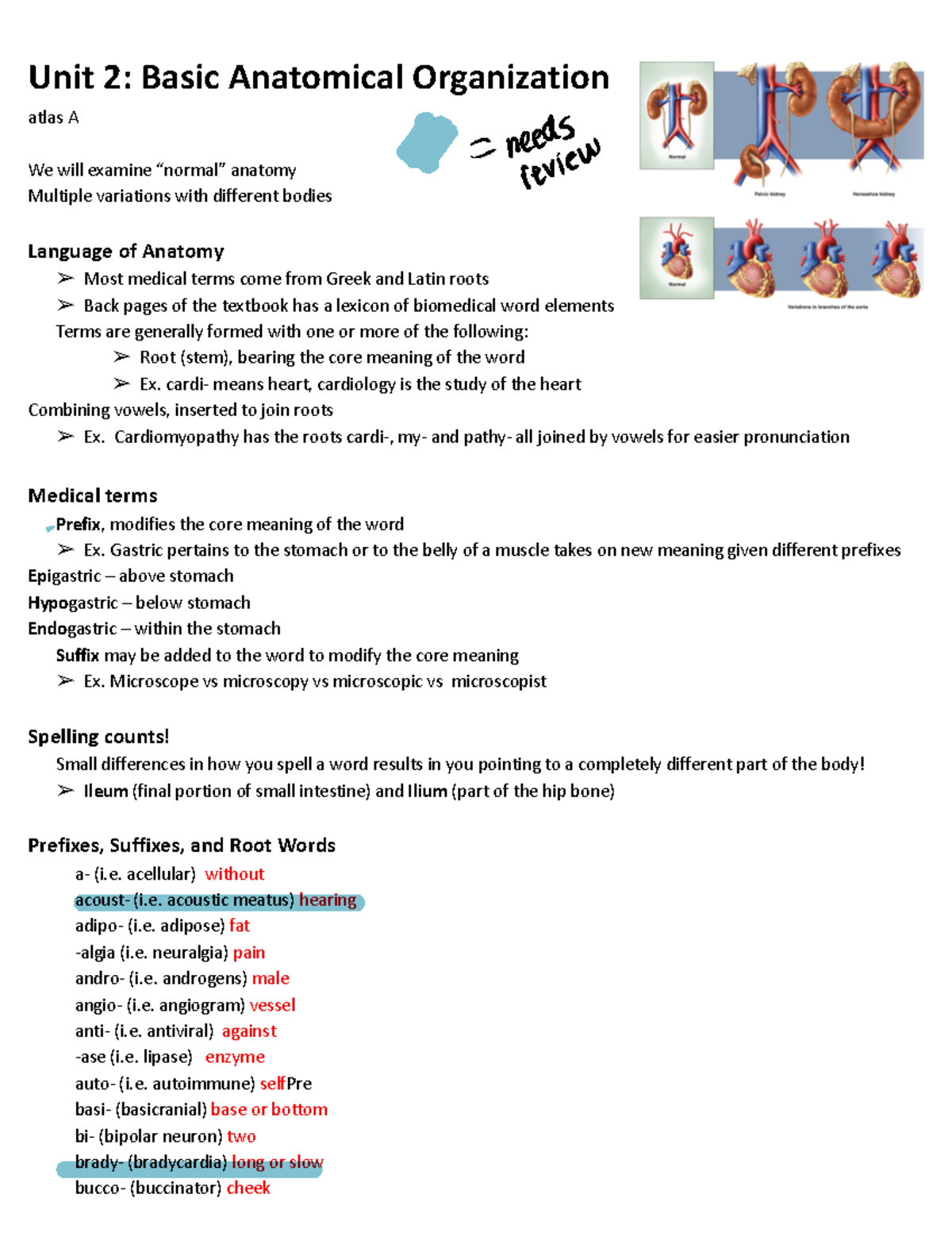 Anatomical Organization Unit 2 Basic Anatomical Organization atlas A