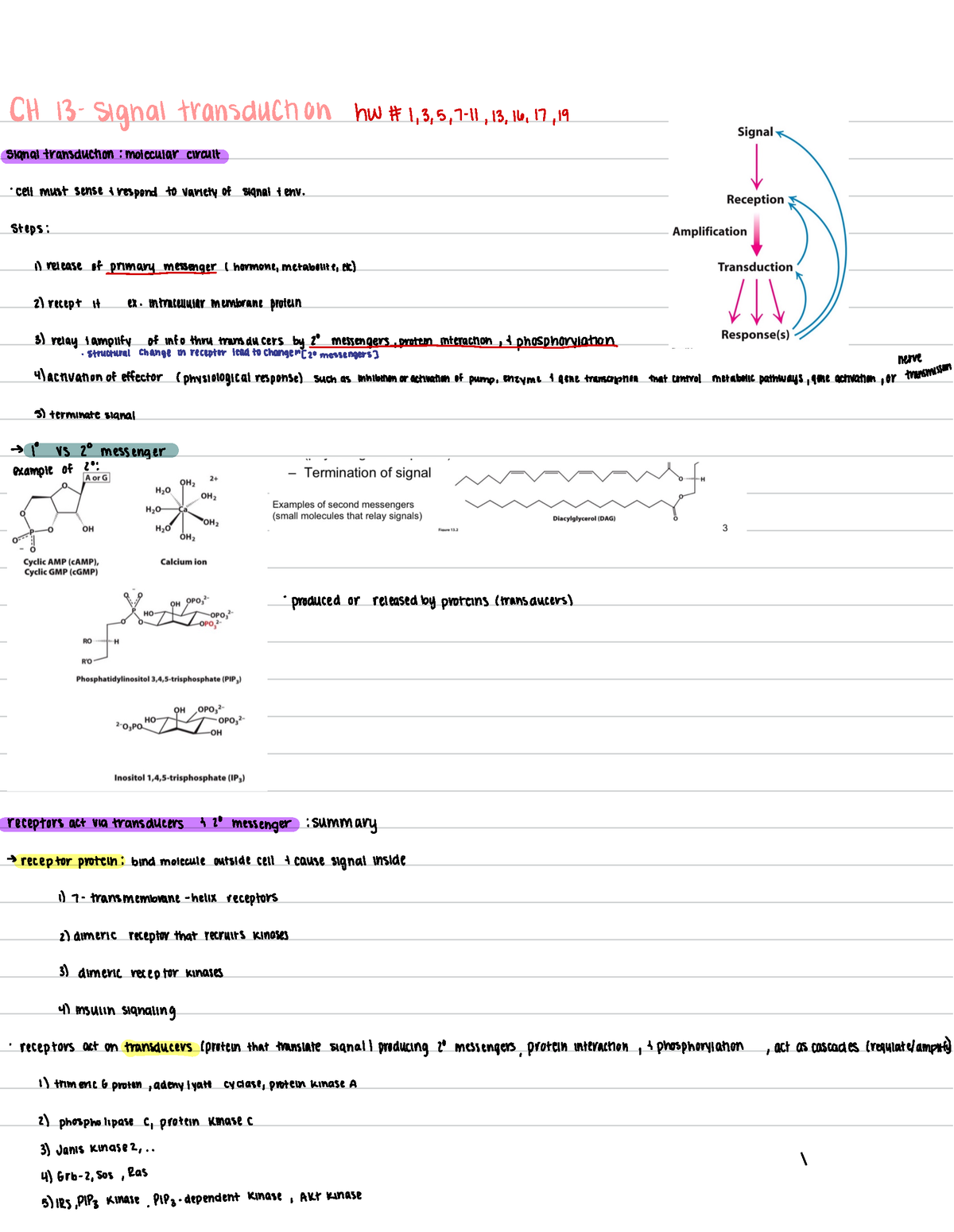 Chapter 13 - Signal Transduction - CH 13 - Signal Transduction HW#1,3,5 ...