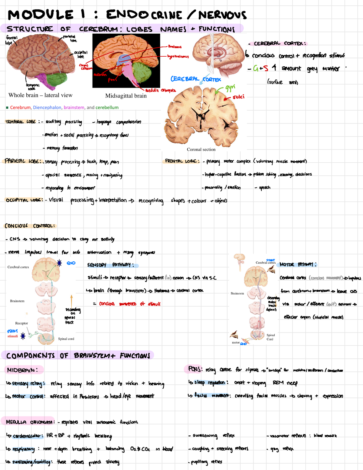 Summary M1 - MODULE 1 : ENDOCRINE /NERVOUS STRUCTURE OF CEREBRUM ...