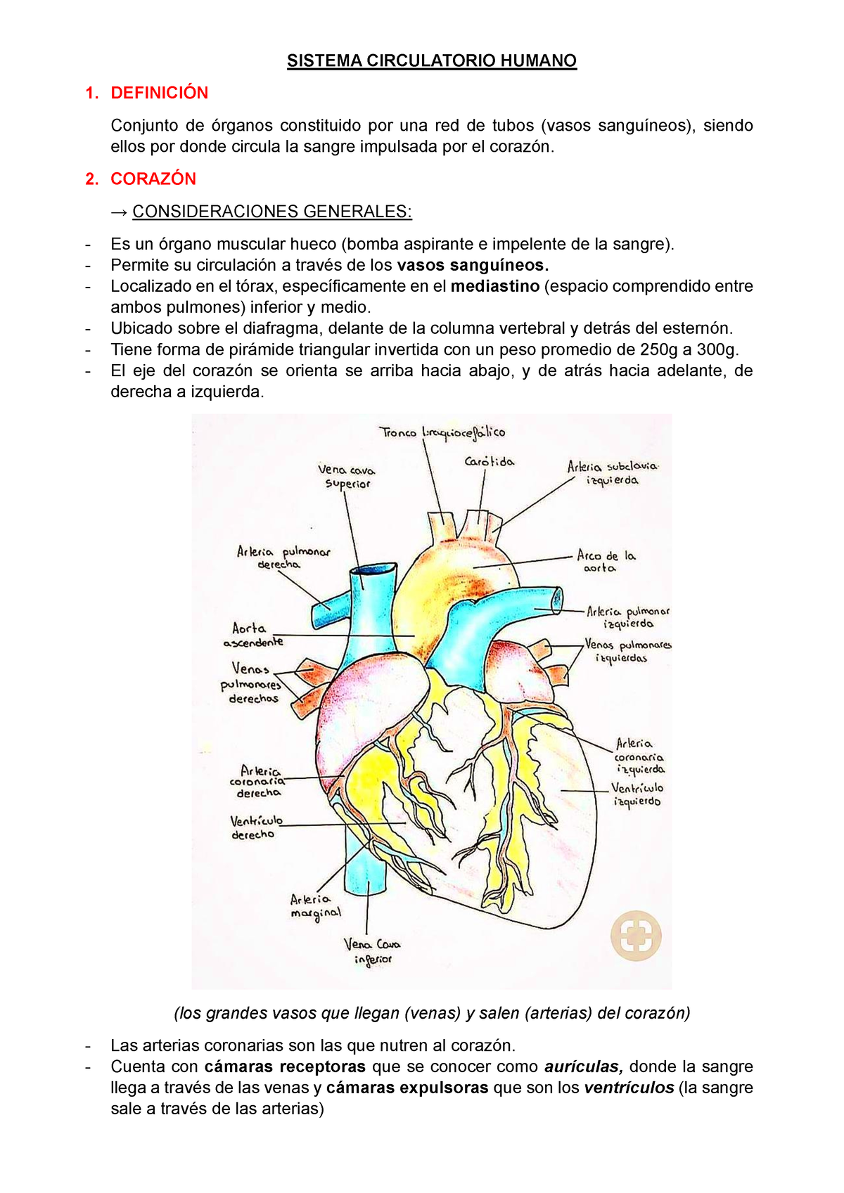 Sistema Circulatorio Humano Sistema Circulatorio Humano Definici N Conjunto De Rganos