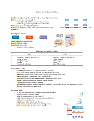 Doc 2 - Biology notes over transcription and translation: nucleotide ...