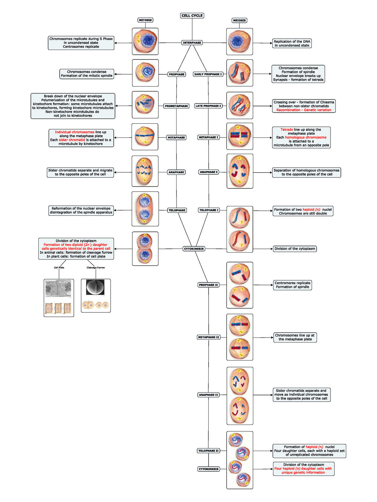 Mitosis & Meiosis Concept Maps - Biology 1A03 - Studocu