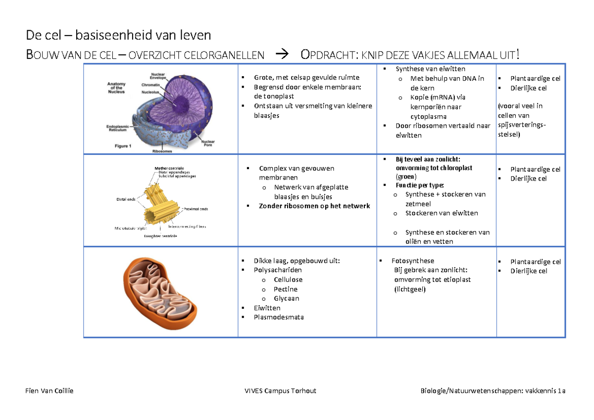 Schema celorganellen vakjes door elkaar om te knippen - De cel