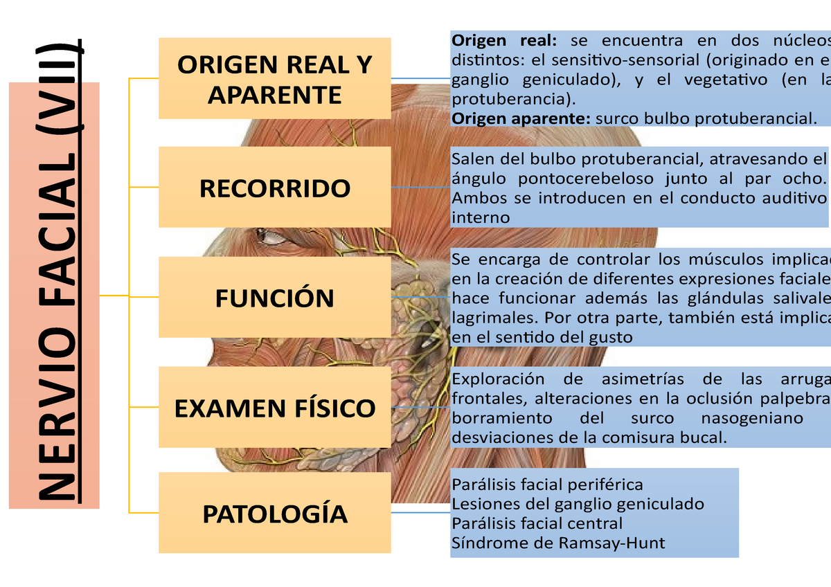 Par Vii Par Craneal Nervio Facial Vii Origen Real Y Aparente Origen Real Se Encuentra