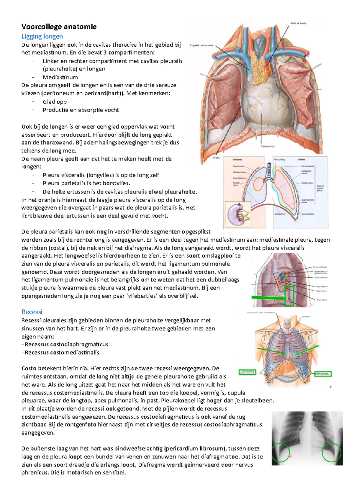 Orgaansystemen Ademhaling - Samenvatting Voorcollege Anatomie ...