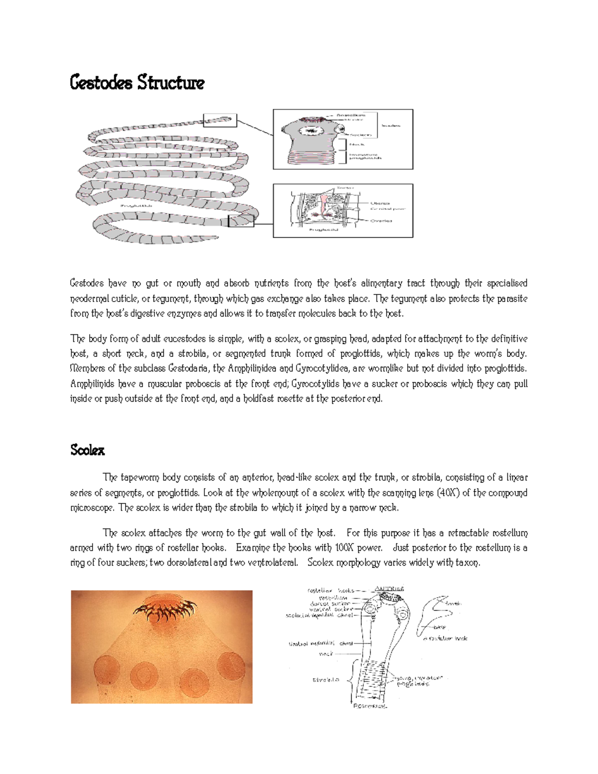 Cestodes The tegument also protects the parasite from the host's digestive enzymes and allows