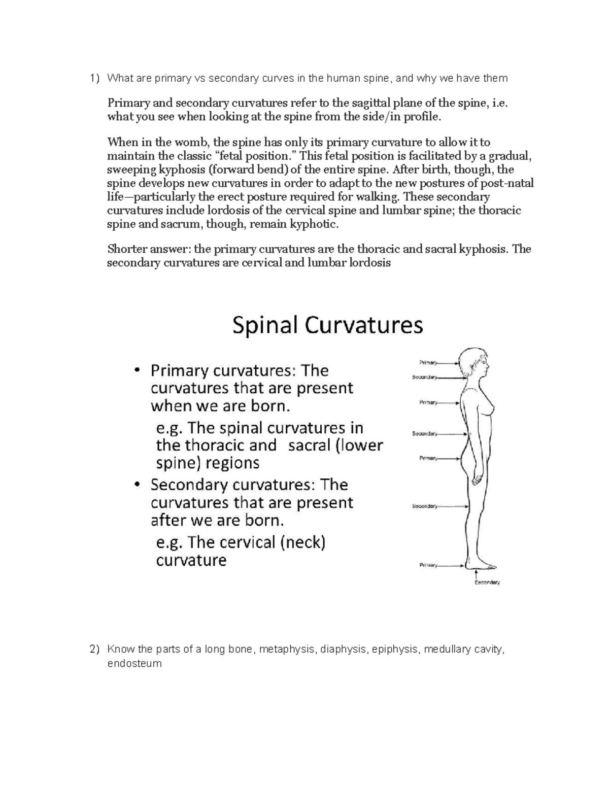 Lectureexam 3 (1) What are primary vs secondary curves in the human