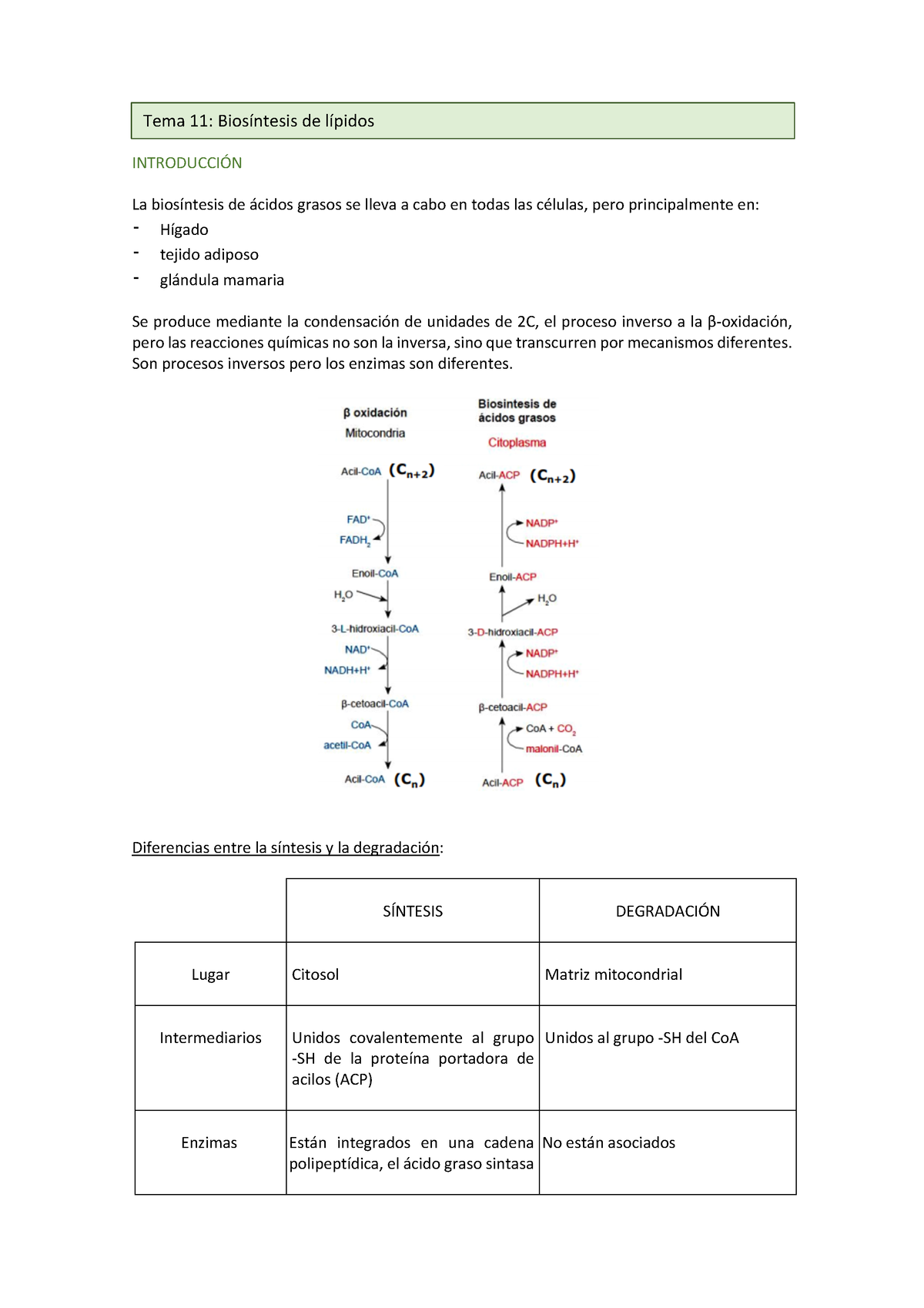 Tema 11 Bioquim Bioquímica IntroducciÓn La Biosíntesis De ácidos