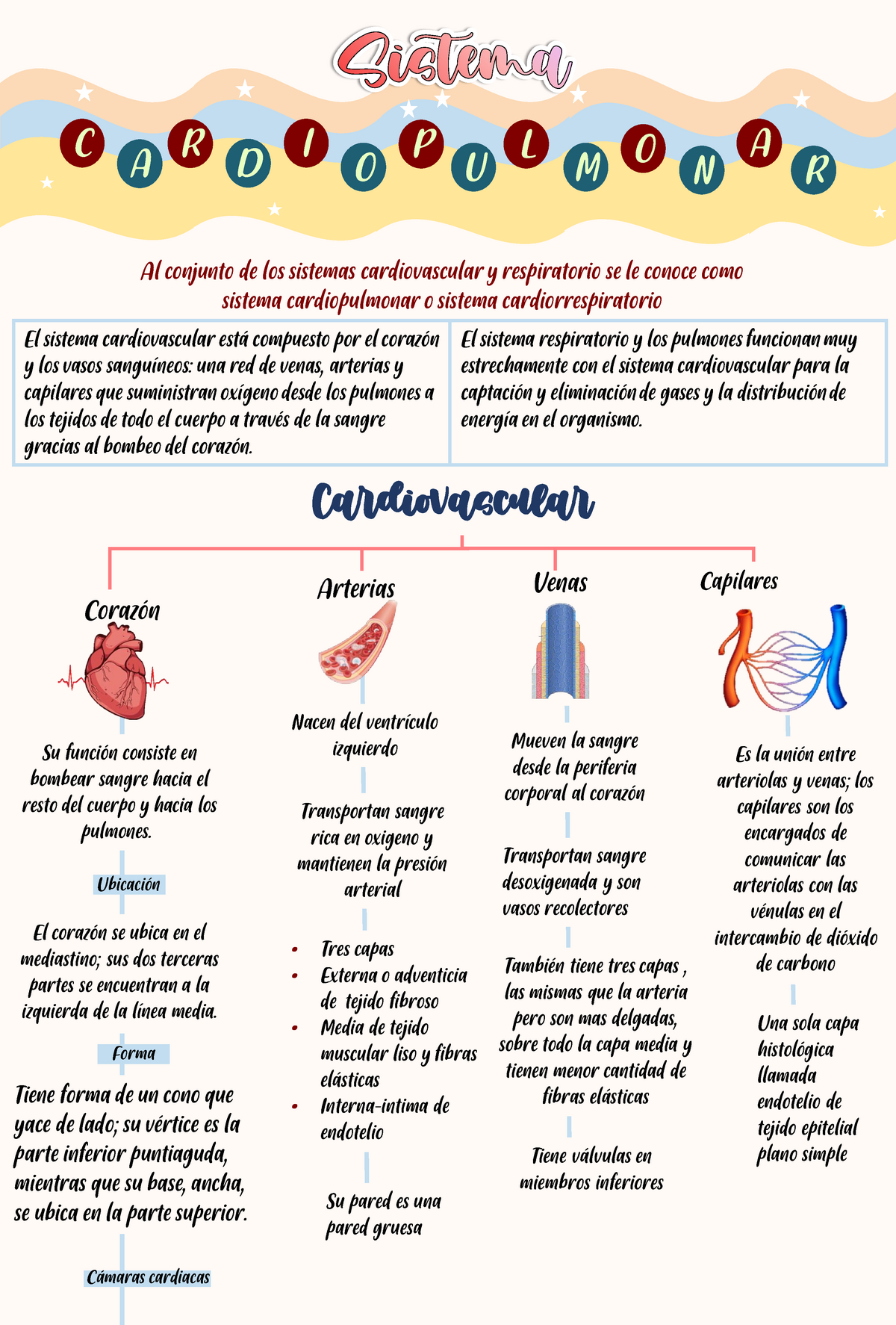 Sistema Cardiopulmonar Cardiovascular Mapa Conceptual Arterias Venas C A R D I P O U L O M N